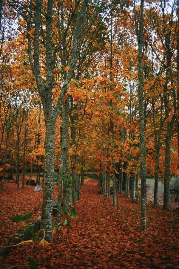 Quinta Das Fontes - Alojamento Rustico Local E Turismo Rural Sao Pedro do Sul Luaran gambar